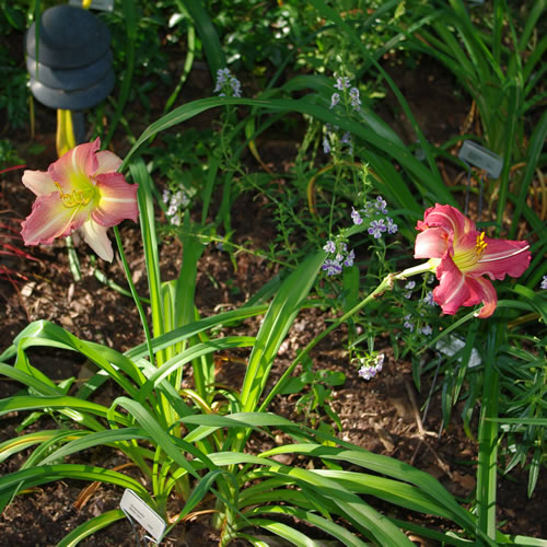 Hemerocallis Becky Lynn